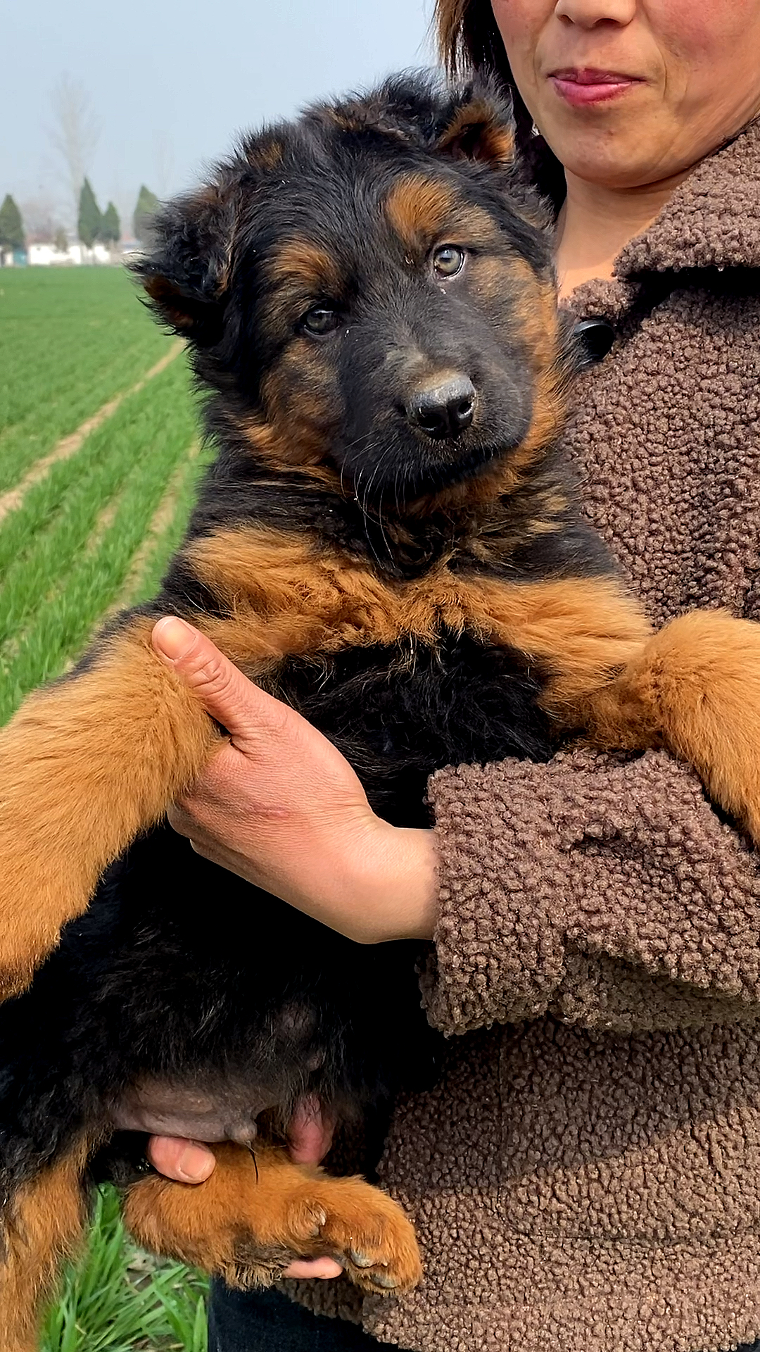 歪头卖萌的德牧犬