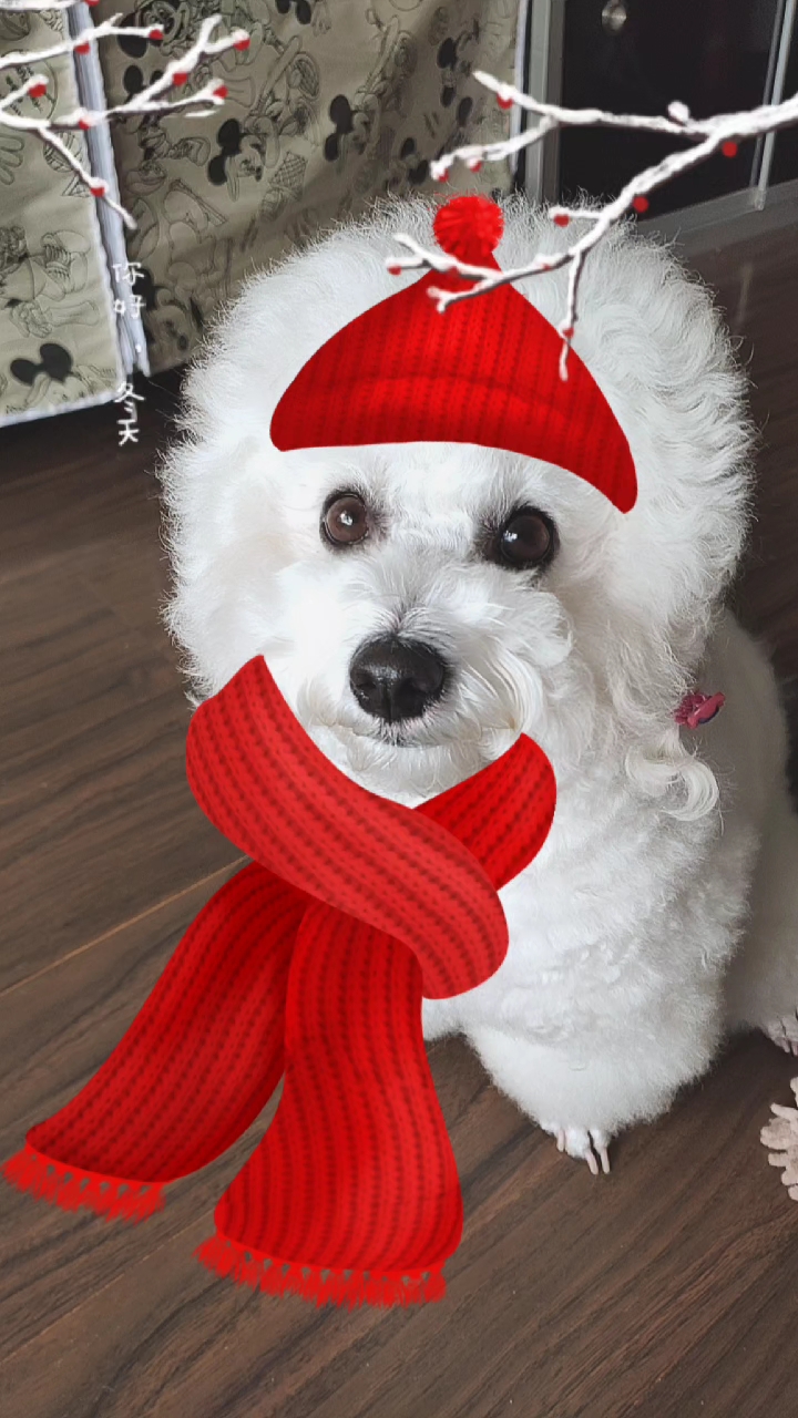 红围巾的狗表情包图片