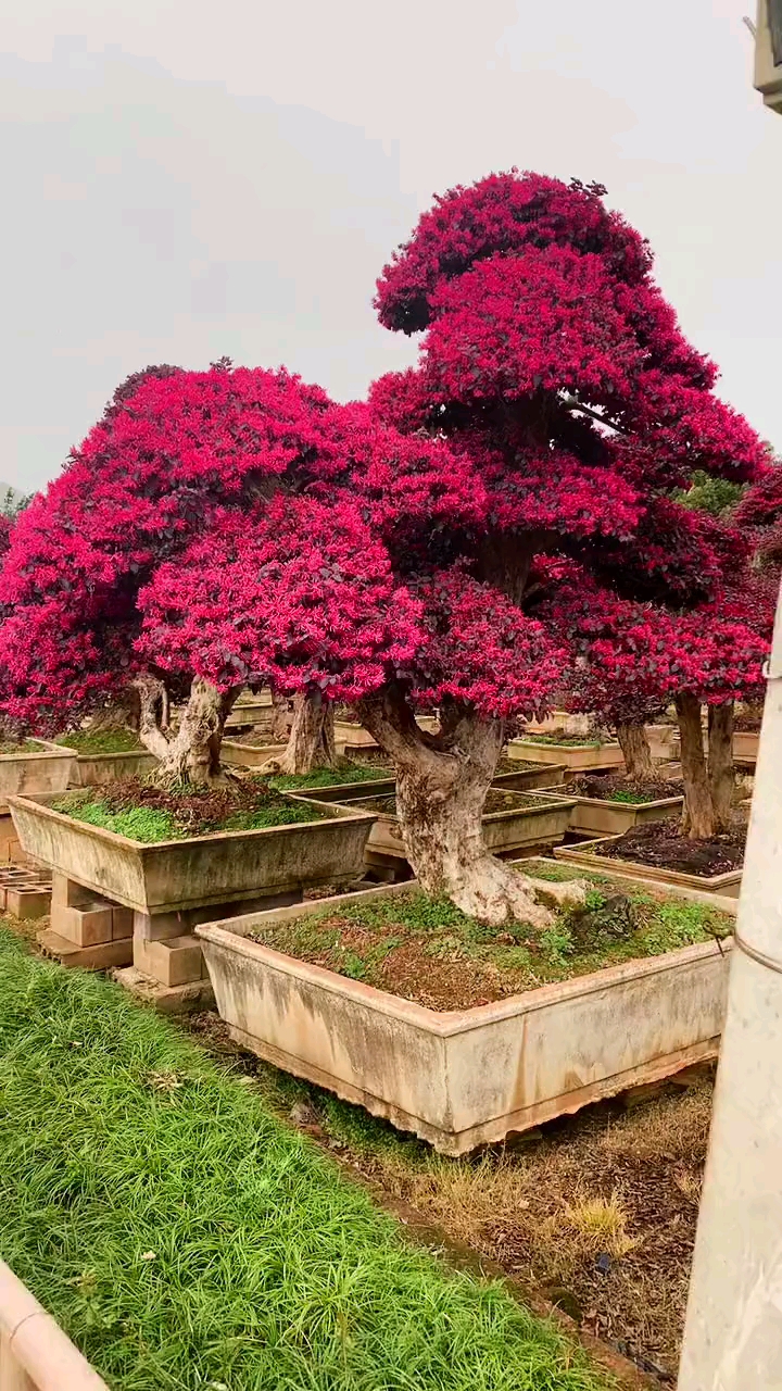 红花继木老桩头价格图片