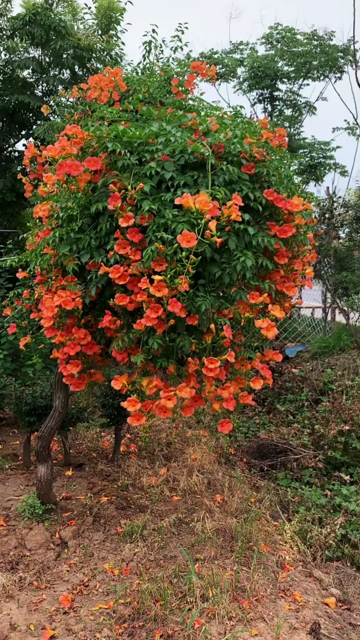 爬藤凌霄花,耐寒耐旱南北方都可以栽植,花开整个夏天,南北方都可以