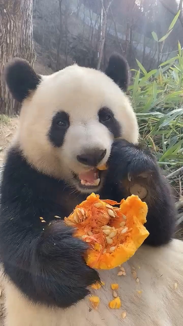 好香,熊猫吃南瓜像吃肉,非常的好吃呀