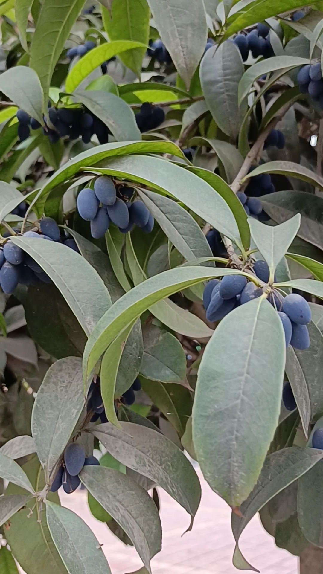 音为有你#桂花果子