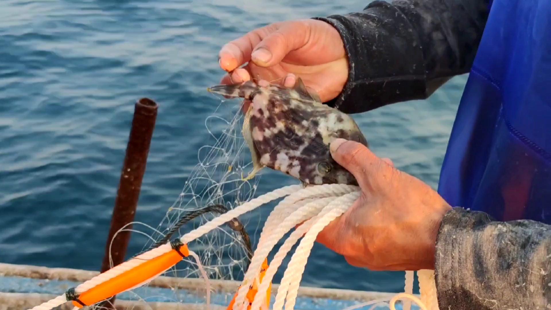 南澳岛#彪哥用6千米渔网把外岛围起来,结果大丰收了,一个网就收获了