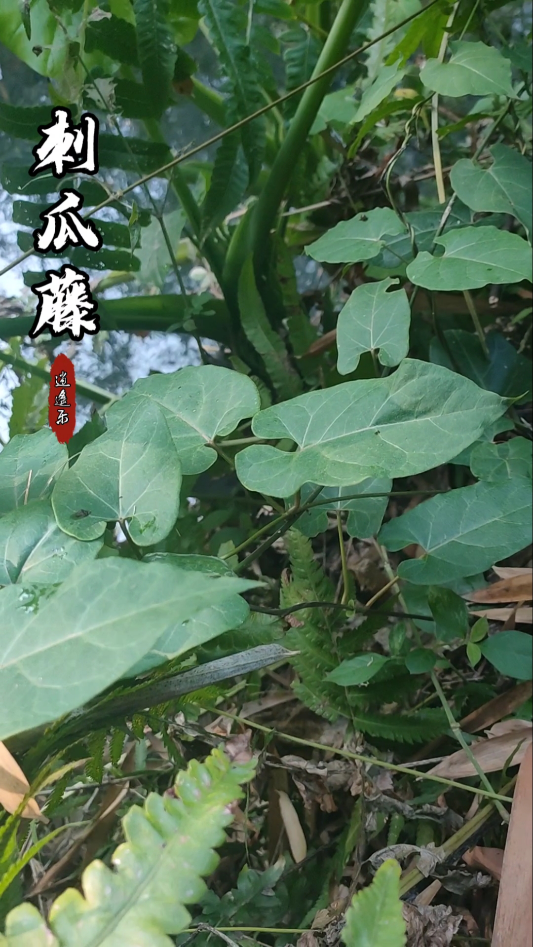 认识中草药#百草中药之刺瓜,萝藦科鹅绒藤属植物,果实入药,全年可采