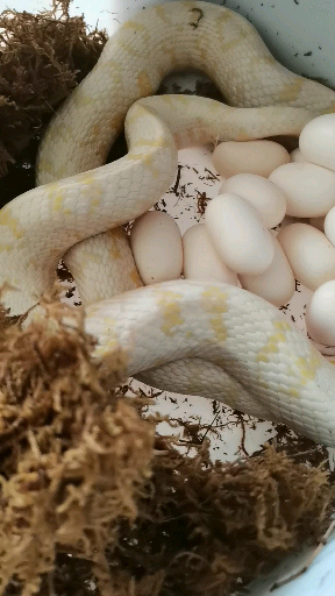 小小爱宠萌化你#玉米蛇宠物蛇下蛋过程