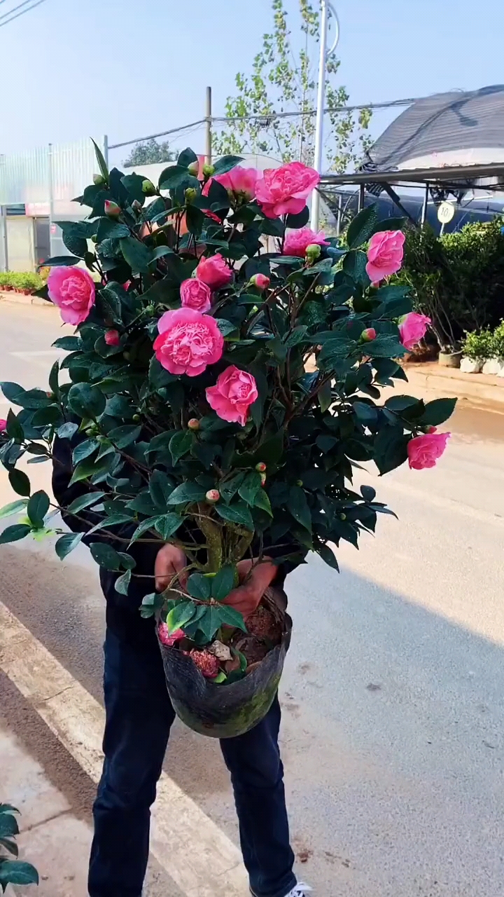 香妃茶花花苞爆满浓香型花卉耐寒南北方都可以种植