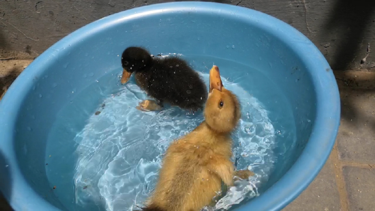 音为有你#鸭子洗澡