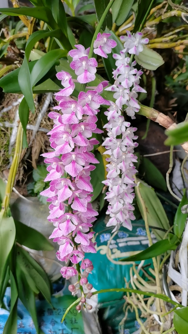 石斛记#寄养在树上的指甲兰,两个花色