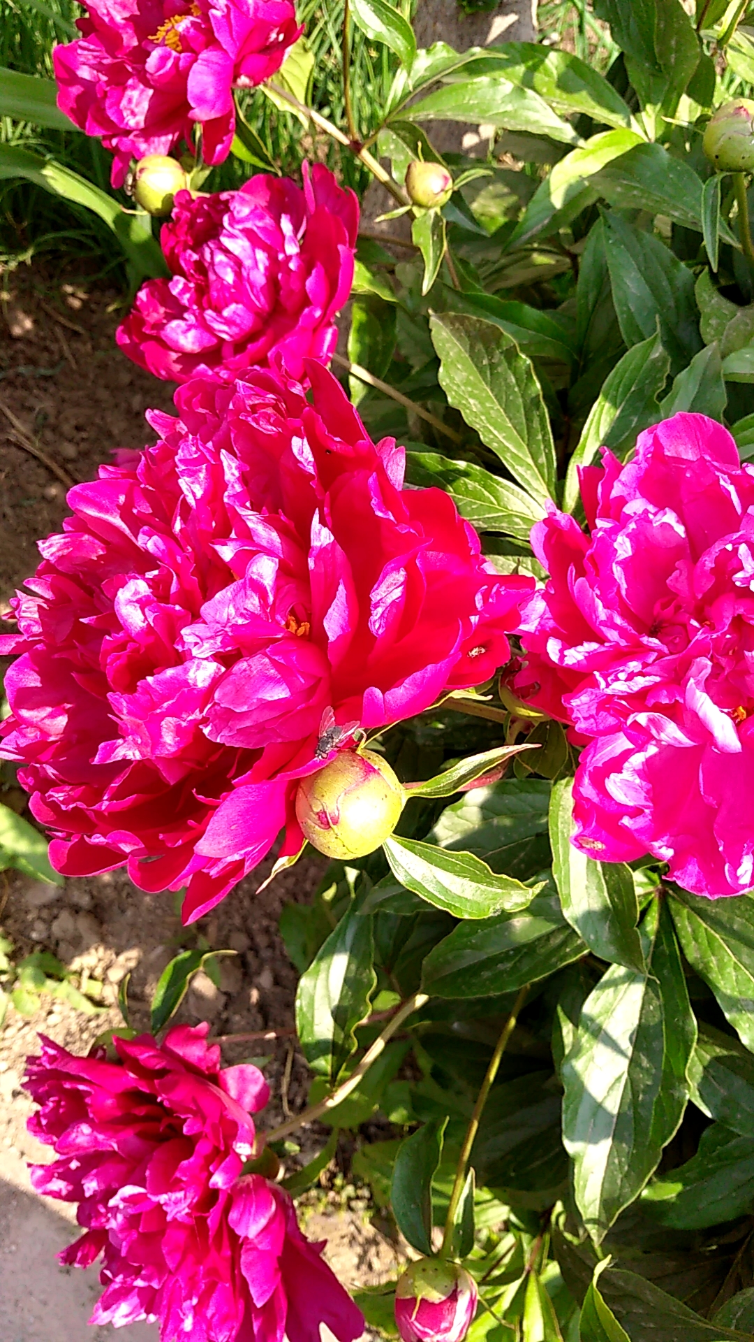 记录时光#大芍药花#手机实景拍摄