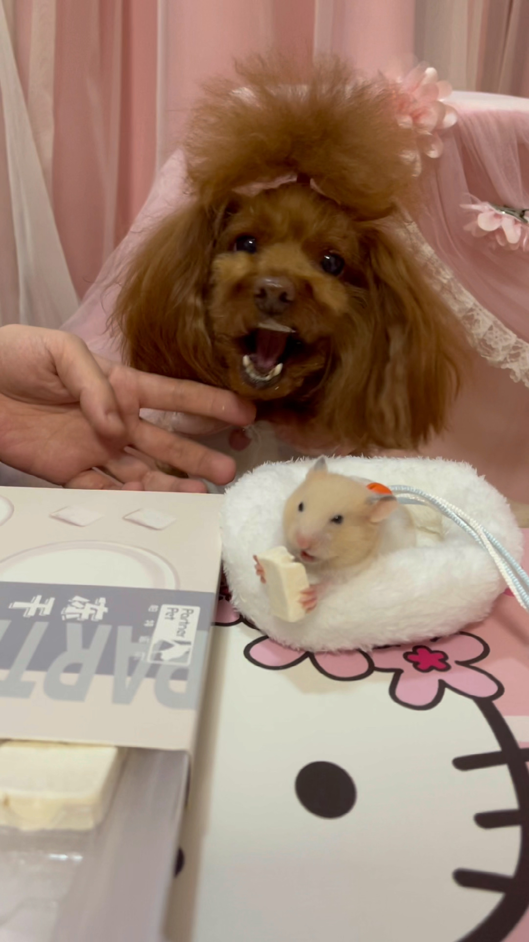 小小爱宠萌化你开心和狗剩子一起吃零食