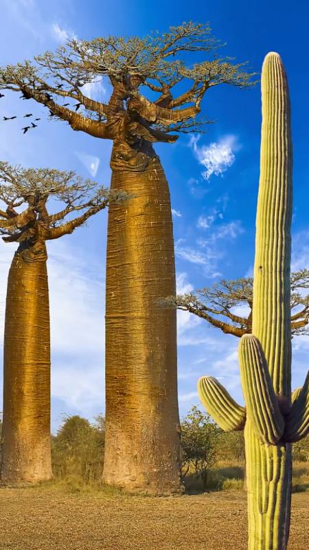 非洲面包树,一树果实可供1~2人吃一年,一棵树可结果60~70年被非洲人称