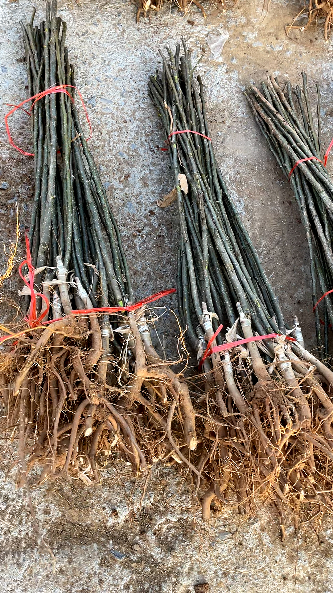 刚起的秋月梨苗苗木粗壮根系好成活率高最好的梨品种