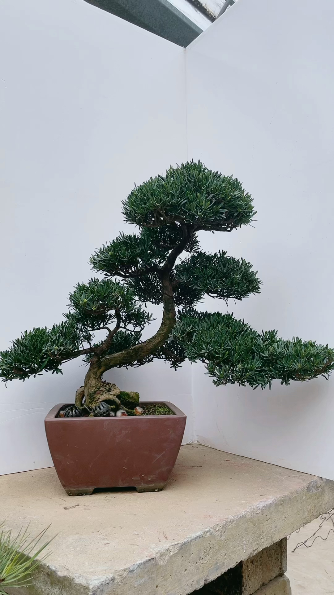 有喜欢的嘛全部原生年功货雀舌罗汉松