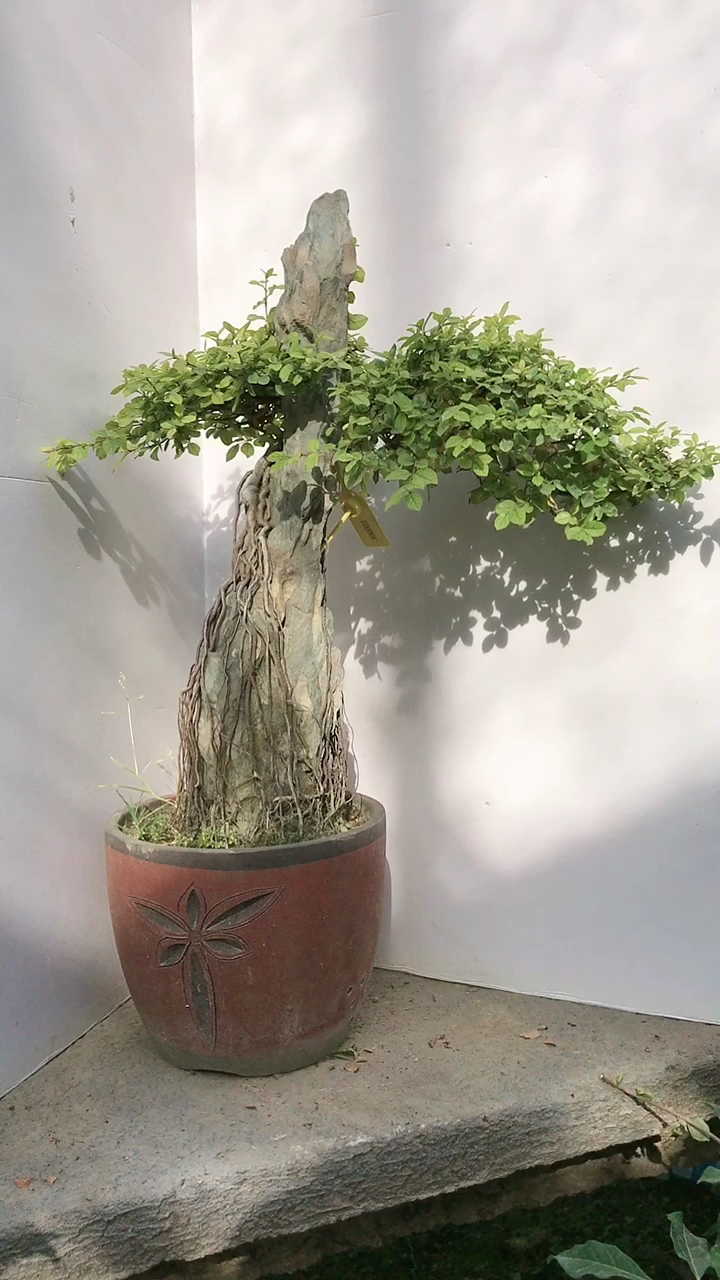 提根附石雀梅盆景