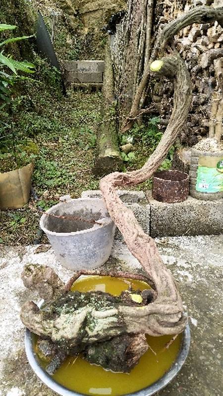 你好秋天一棵精品的大货鸡血藤镂空的主干实在舍不得锯