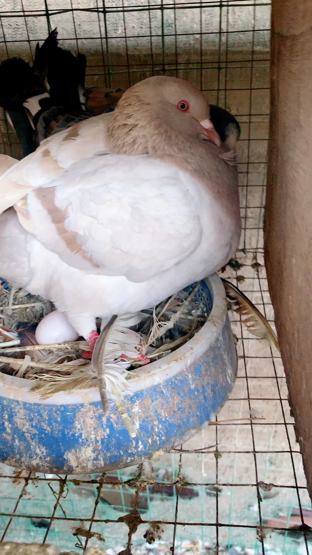 偷偷配对下蛋的大鸽子在这里偷偷配对