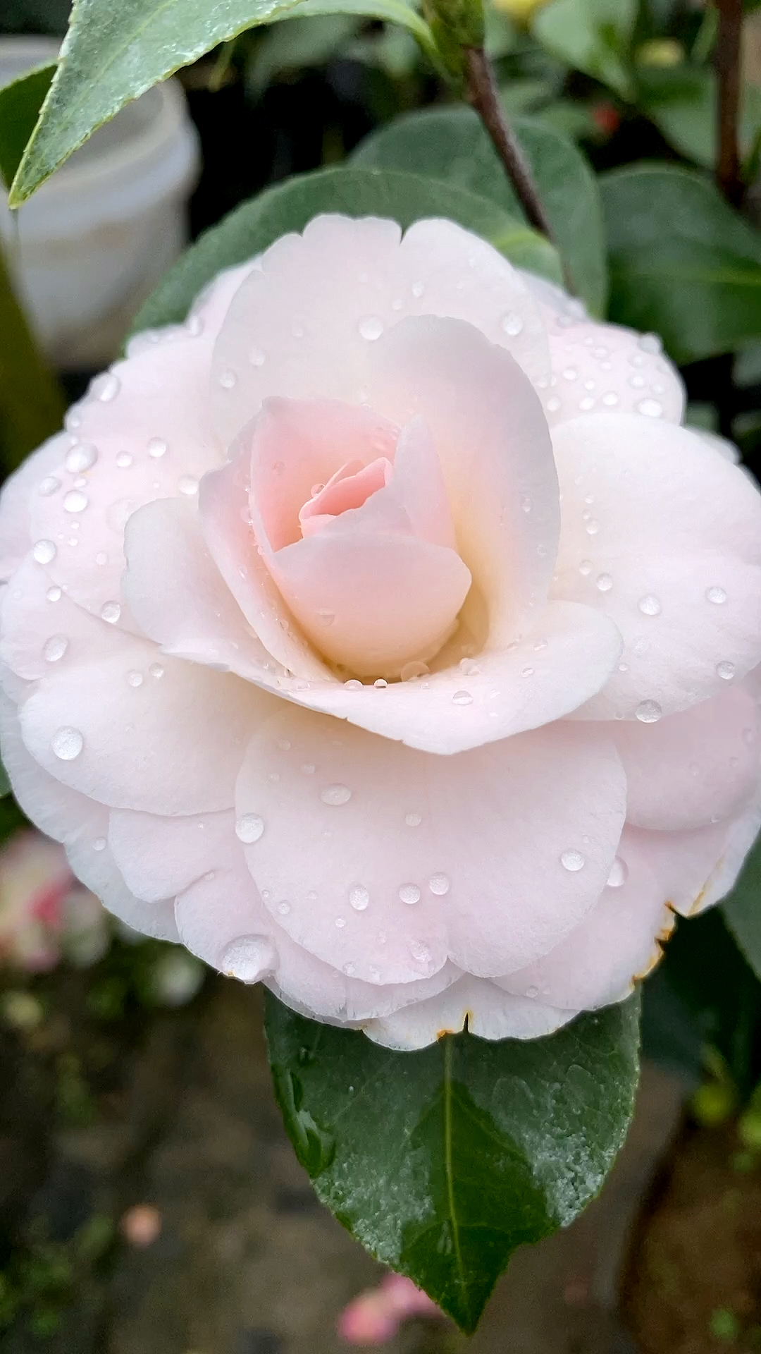 茶花名品,花展时节!粉色重瓣型!