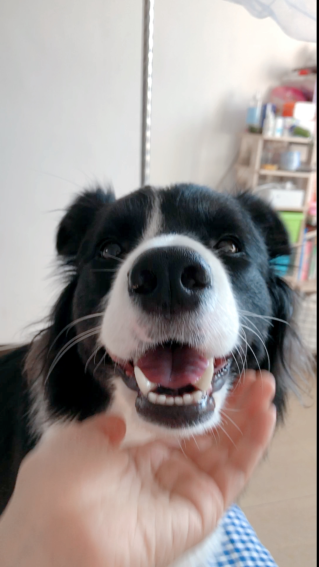 边牧西卡#在一起一年了,每一天都比前一天更爱你