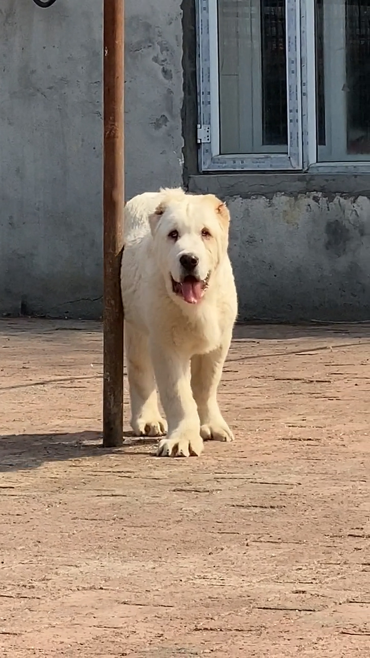 中亚牧羊犬