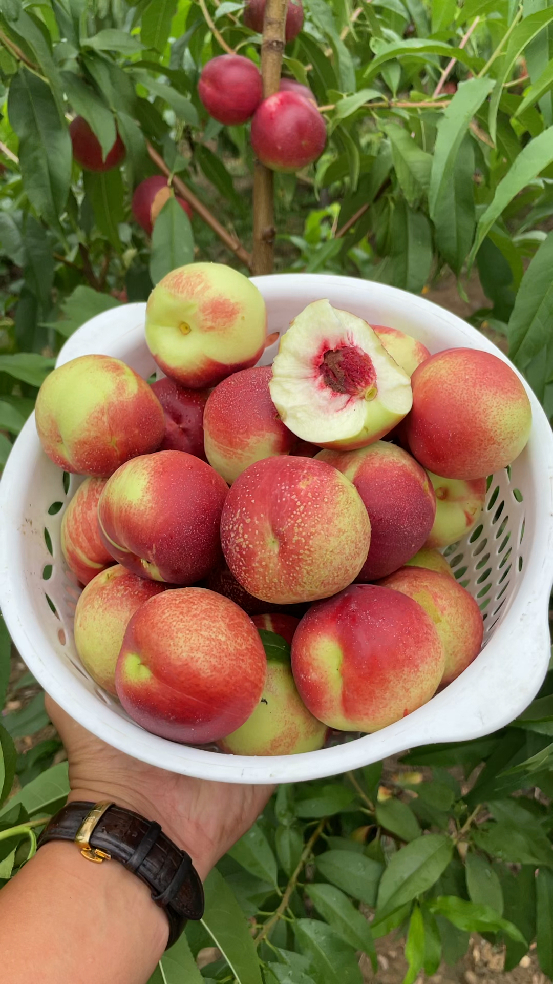 和冬枣一样大的白肉油桃手掰两开冰糖口味糖度20以上
