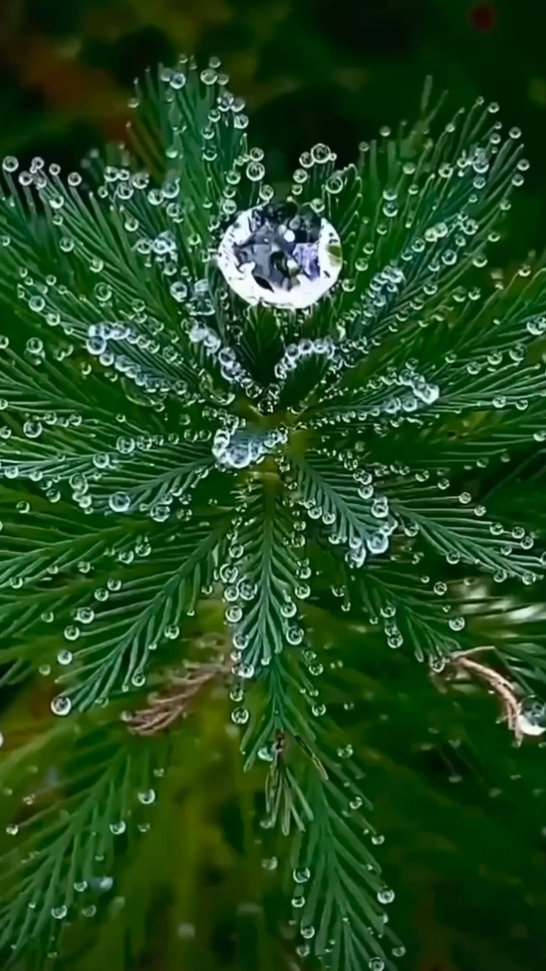 记录生活#大自然雨中的美景……凌乱的心是否会变得平静下来