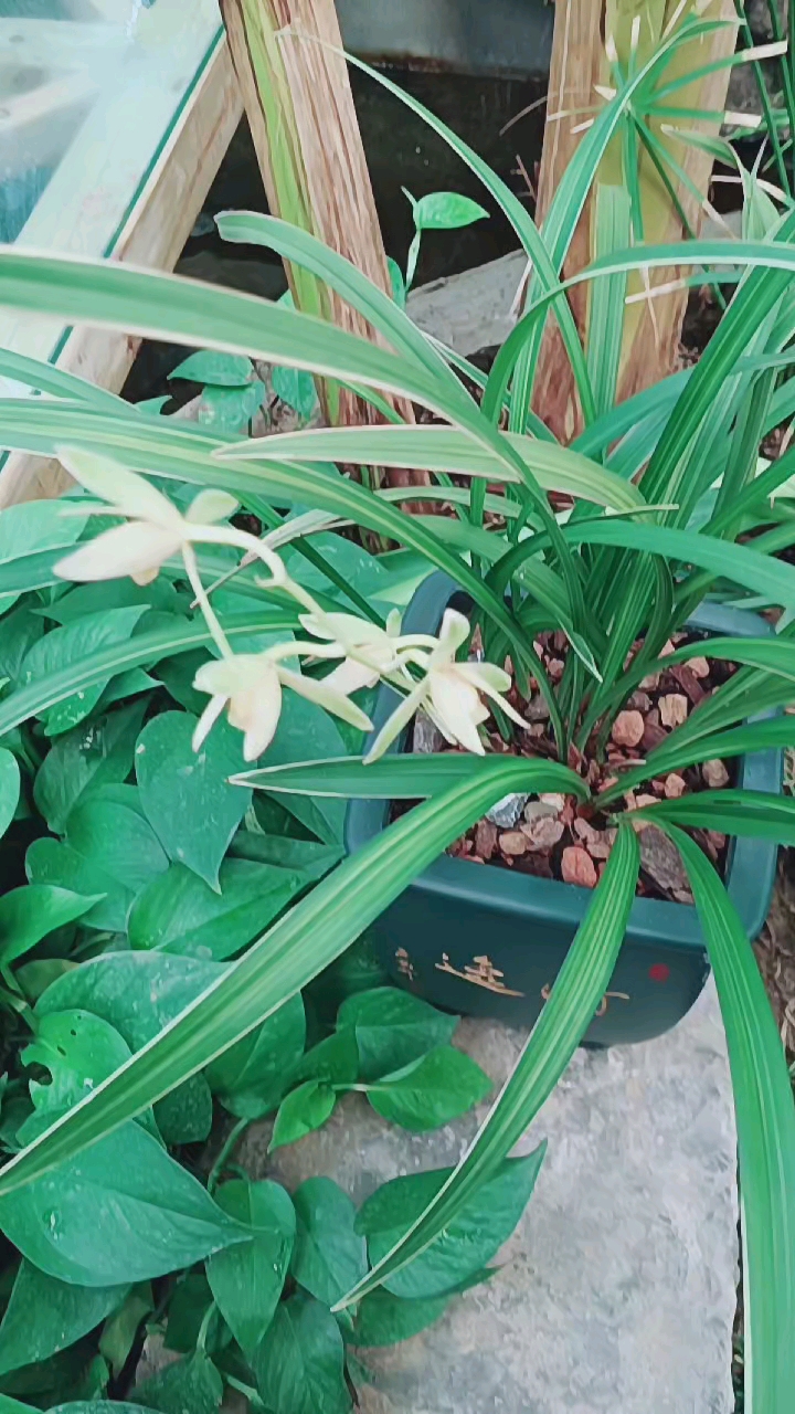 建兰金丝马尾正开放