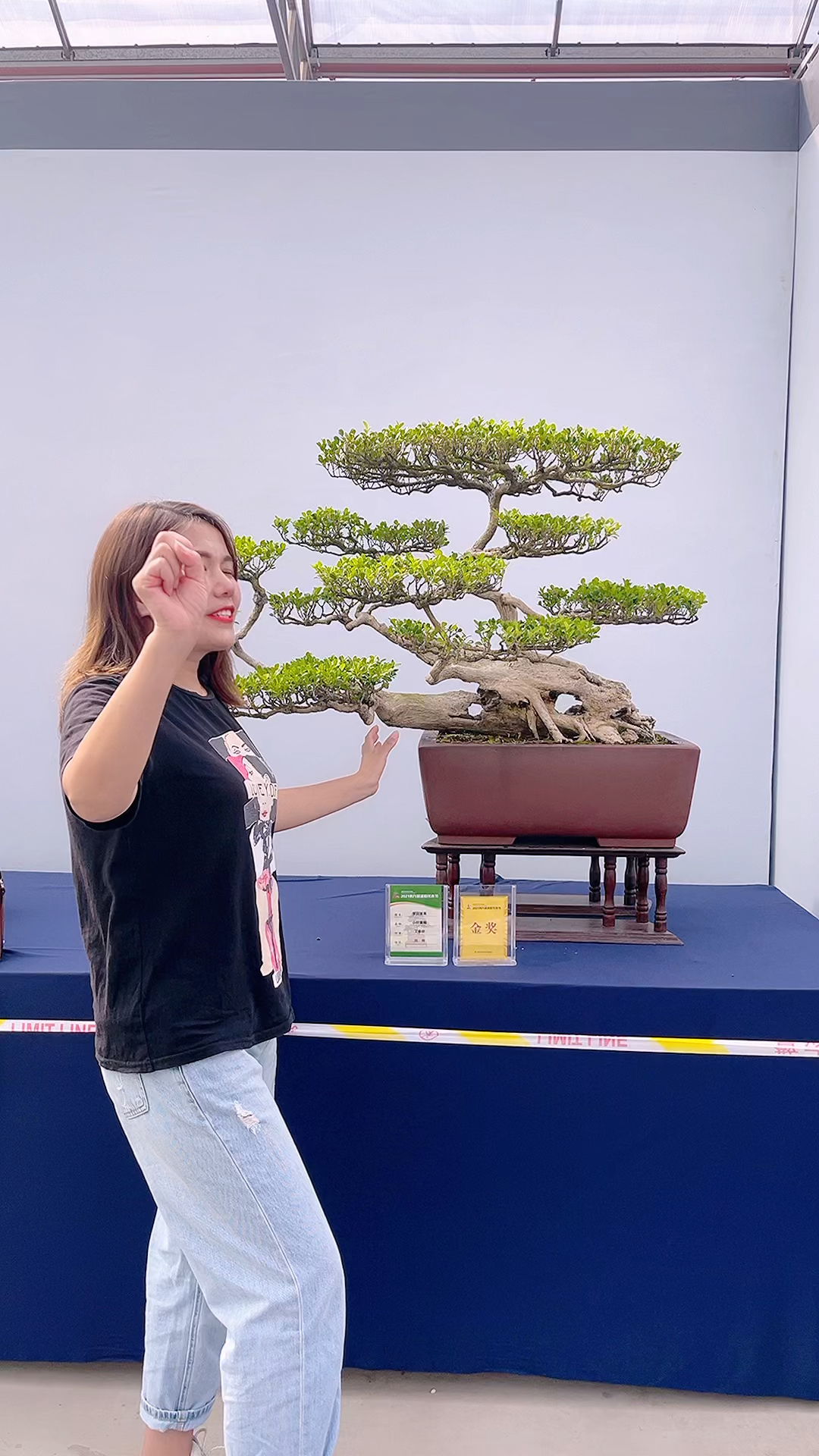 黄杨盆景金奖作品小叶黄杨