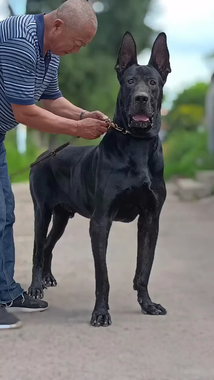 黑狼犬#这才是纯种黑狼犬.-度小视