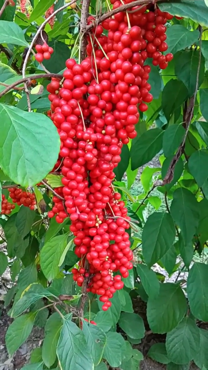 家花野花鲜花#又到五味子成熟的季节了
