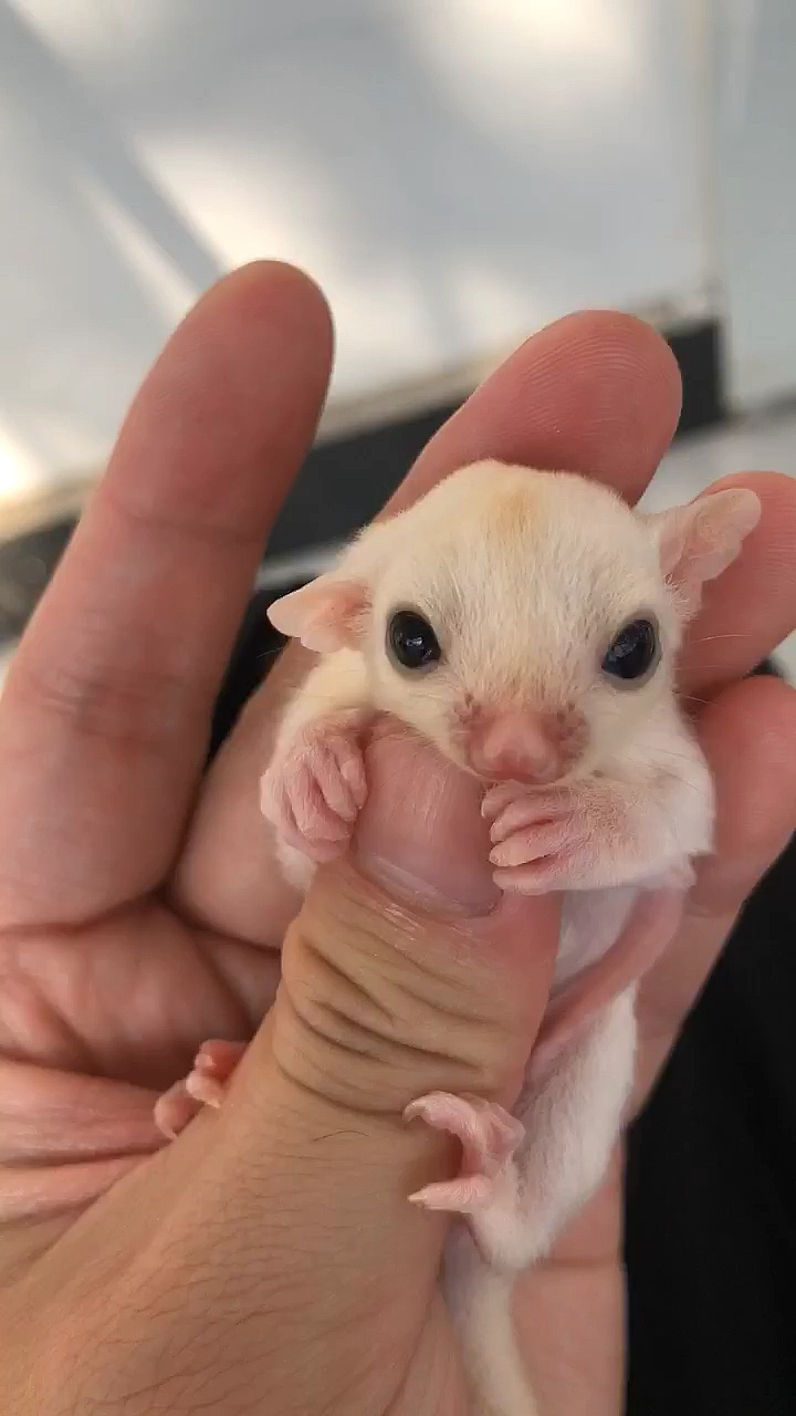 蜜袋鼯#纯白妹妹