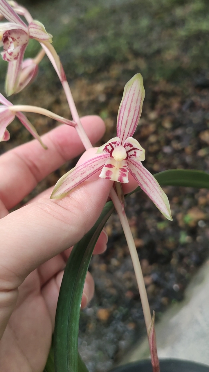 兰花小站#建兰千霞冠