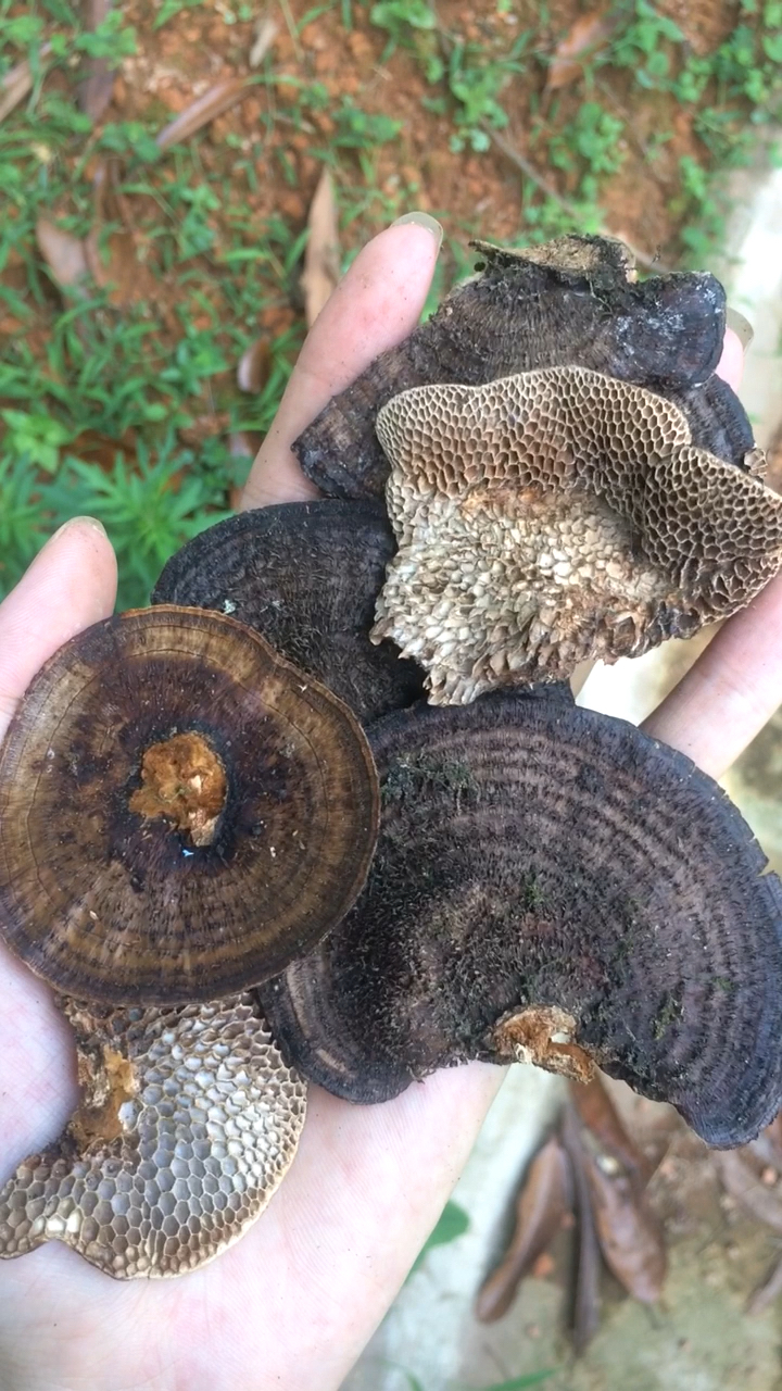 乡村生活#蜂窝灵芝