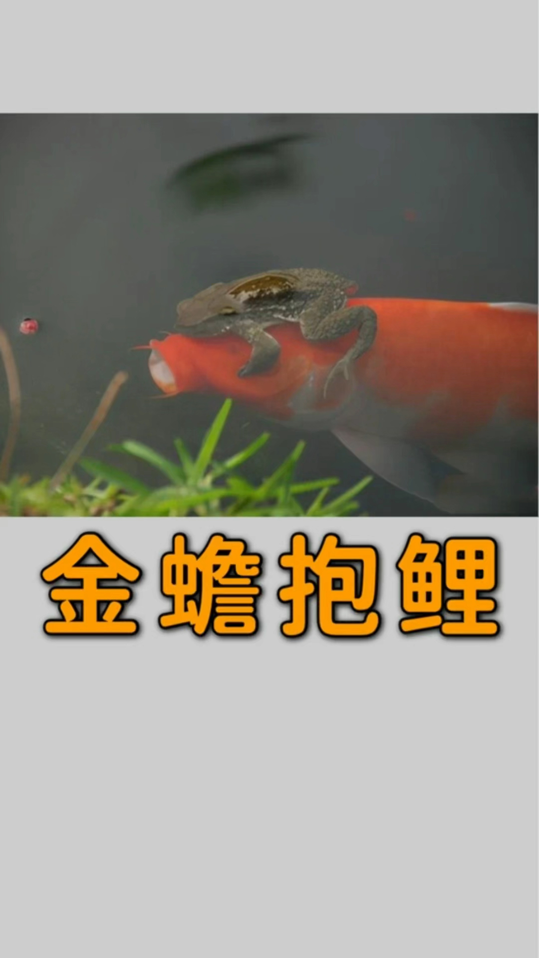 为什么会出现金蟾抱鲤的现象呢?