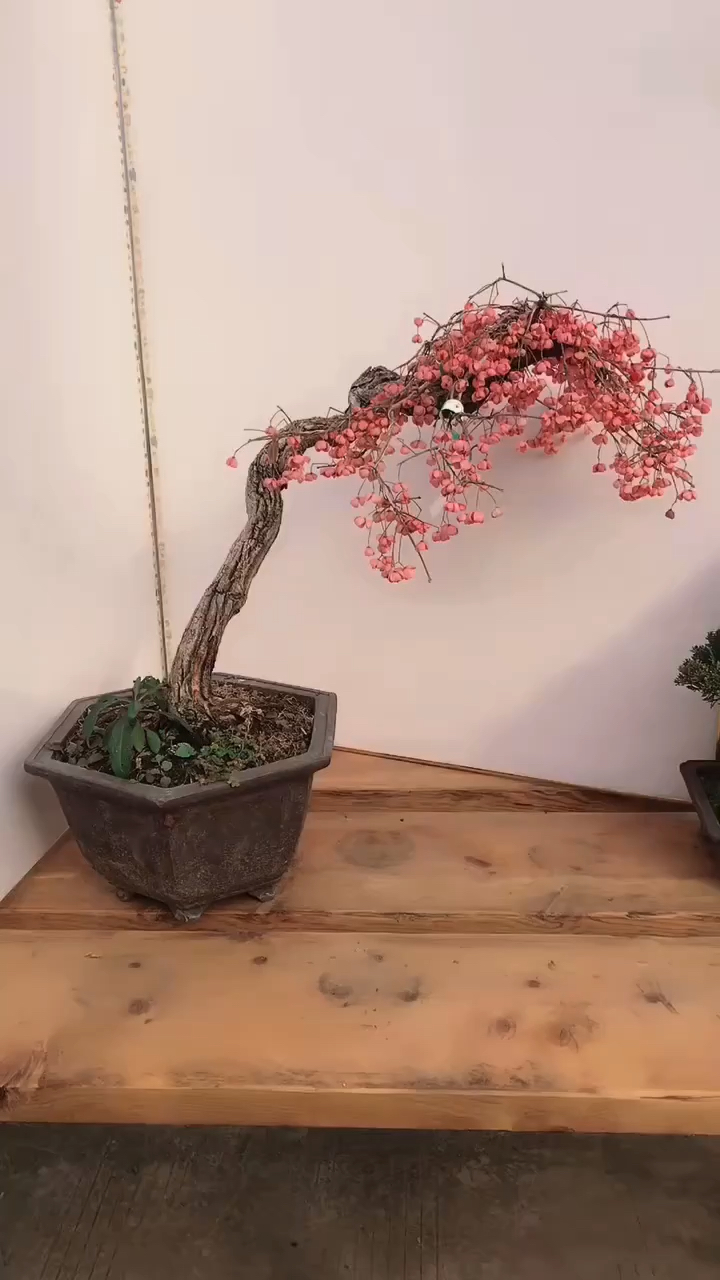 感谢全民我要上热门#精品真弓盆景-度小视