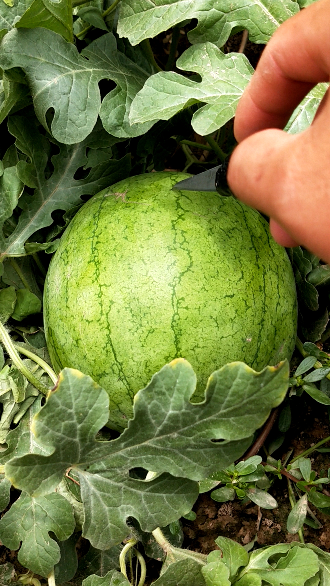 今天简简单单扎个西瓜