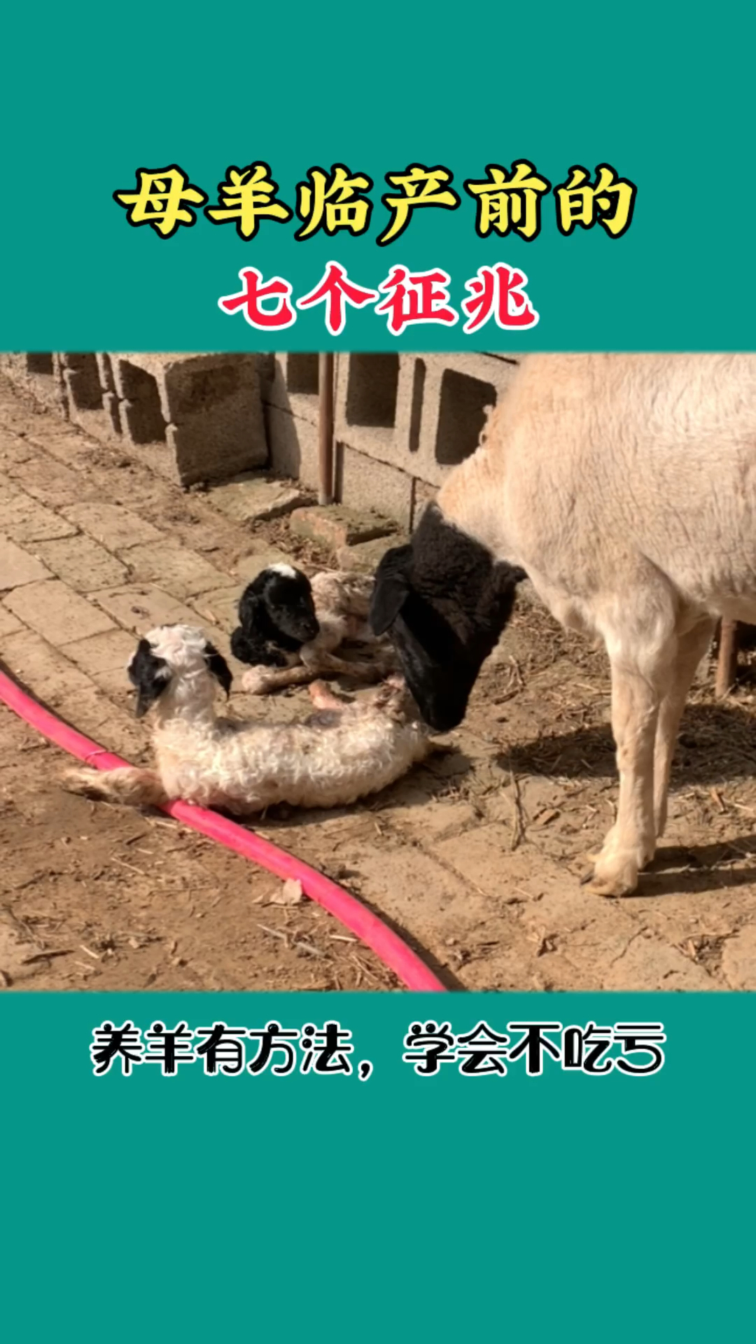 农村养羊人母羊临产前的七个征兆新手养羊一定要知道