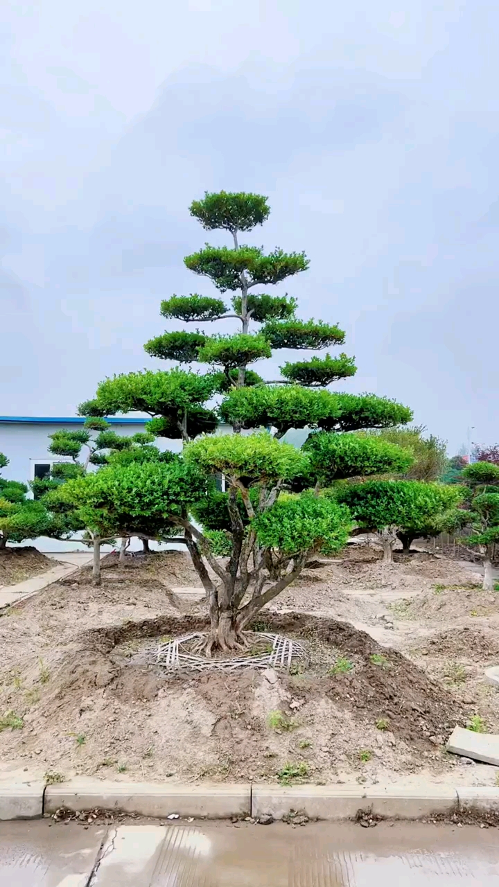 瓜子黄杨造型树家有黄杨世代栋梁耐寒耐旱南北方都可以栽植