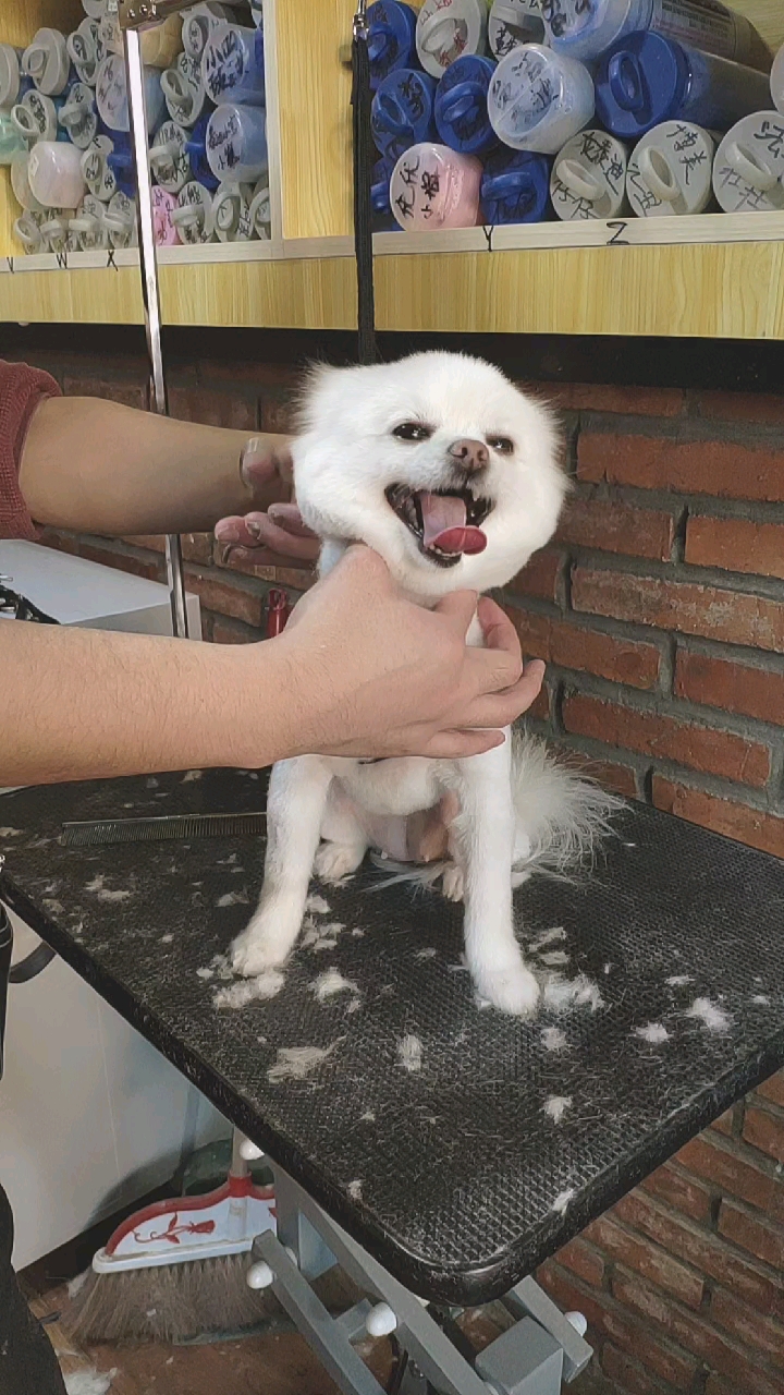 博美犬#博美犬头部修剪很简单