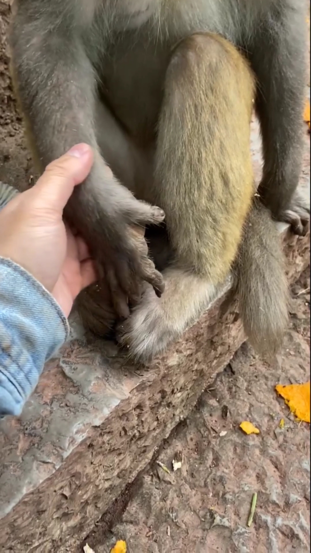 动物世界#猴子手掌挺大