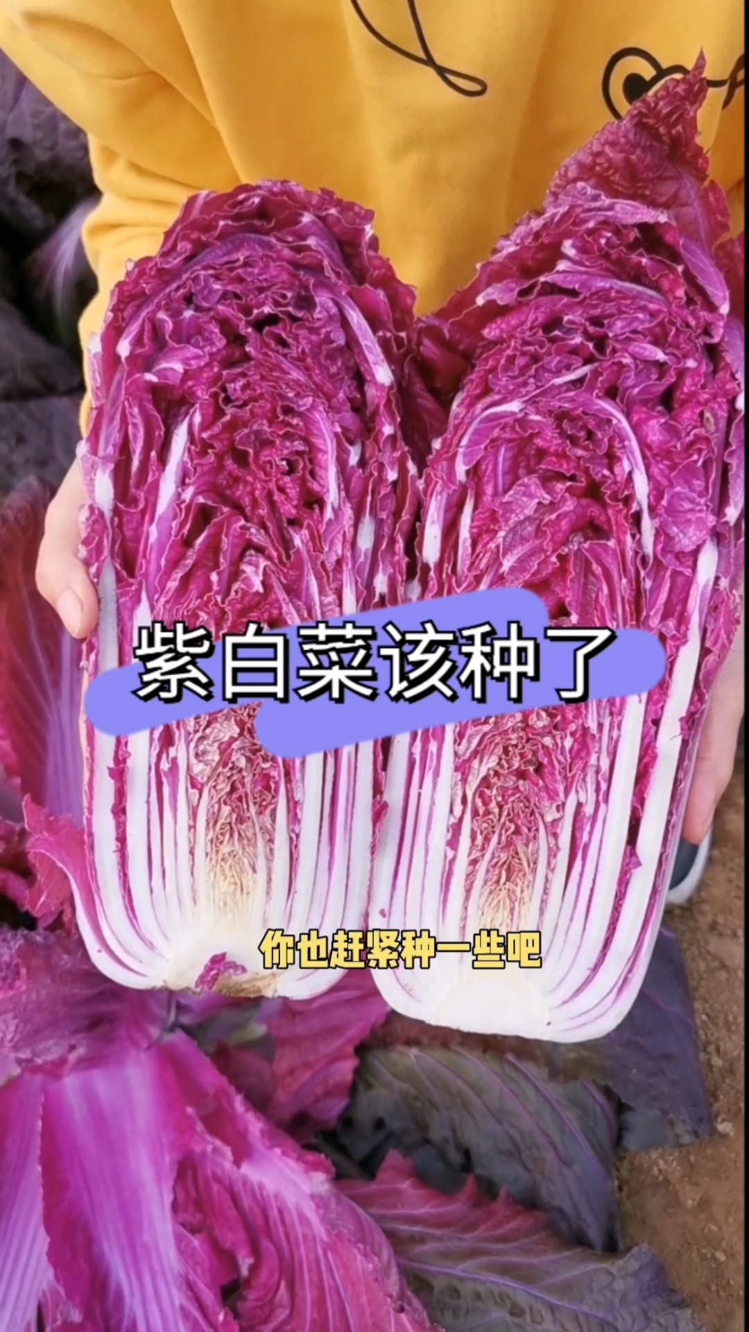 紫白菜富含花青素,营养特别丰富,马上该种了,赶紧准备起来吧