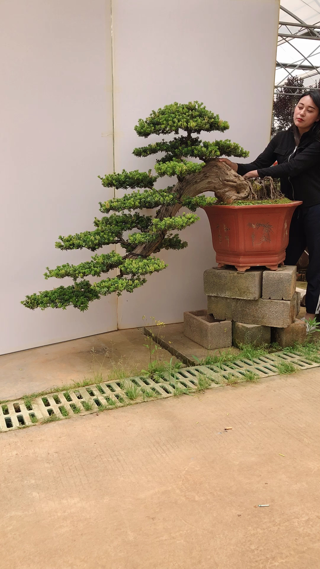 临水造型罗汉松