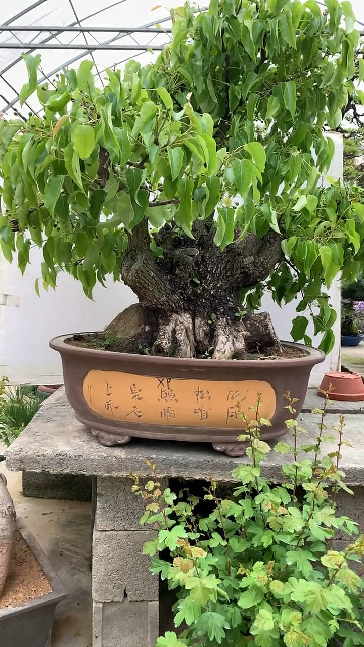 这么老的棠梨见过没!硕果累累