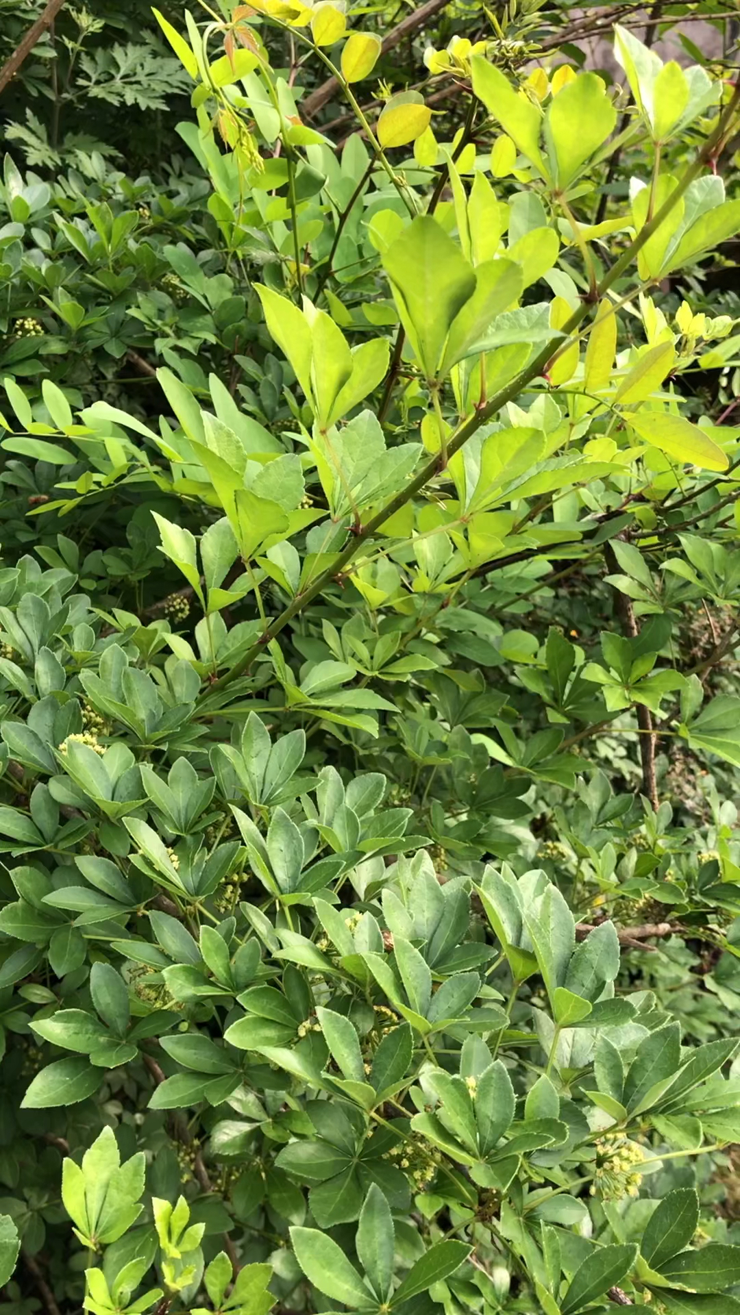 大自然的馈赠,中药五加皮流蜜了,五加皮能改善血液循环,五加皮蜜具有