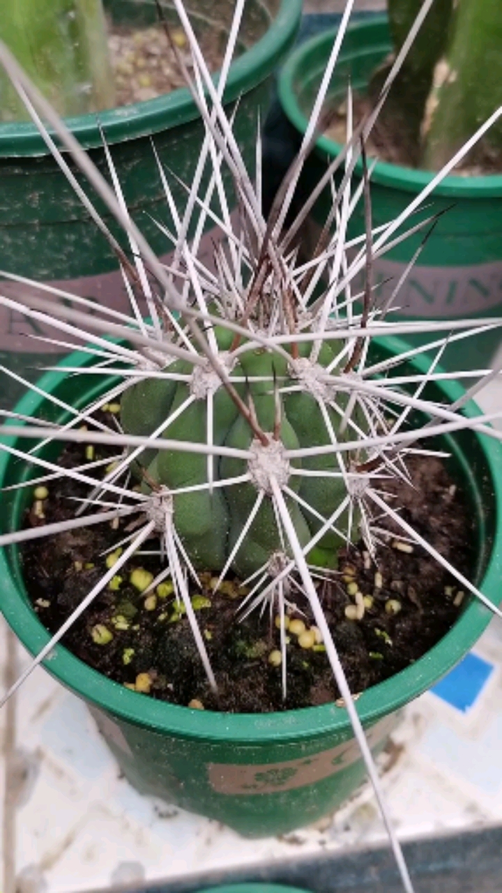 仙人球#这刺狂不狂,堪比银针-度小视