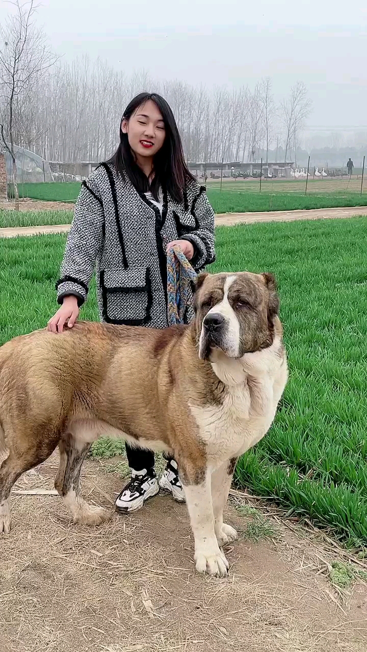 中亚牧羊犬养只中亚牧羊犬超有安全感