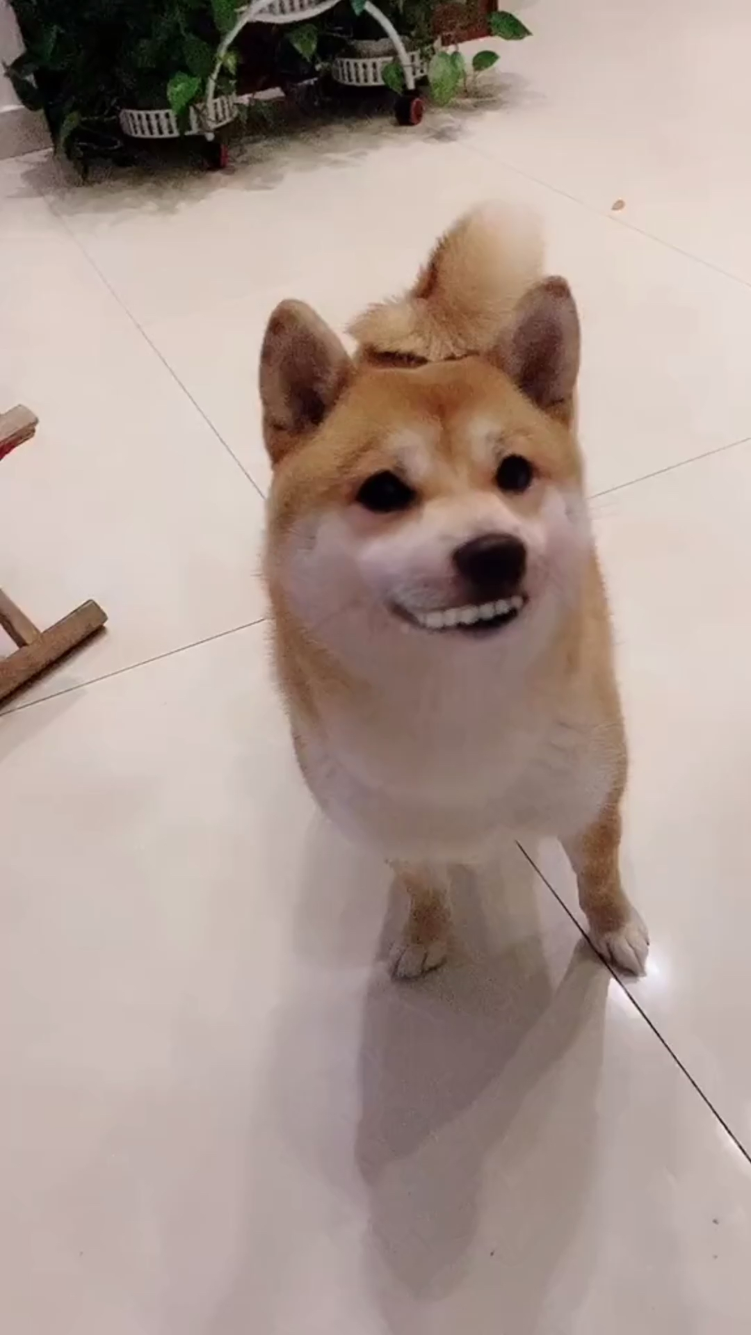 我家萌宠成精了#想不到你都会假笑哦?#柴犬
