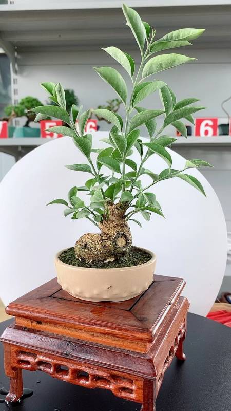 坨坨桩真弓卫矛#坨坨桩真弓卫矛,有没有喜欢的!-度小视