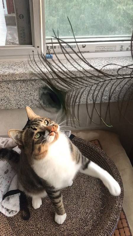 家有萌宠#来一段喵喵的慢动作