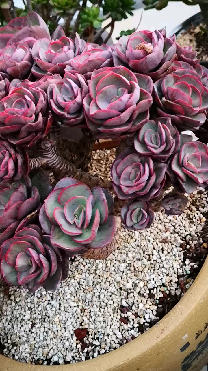 猪肝红的秀妍老桩,这就是它夏天的颜色,还是挺美的!