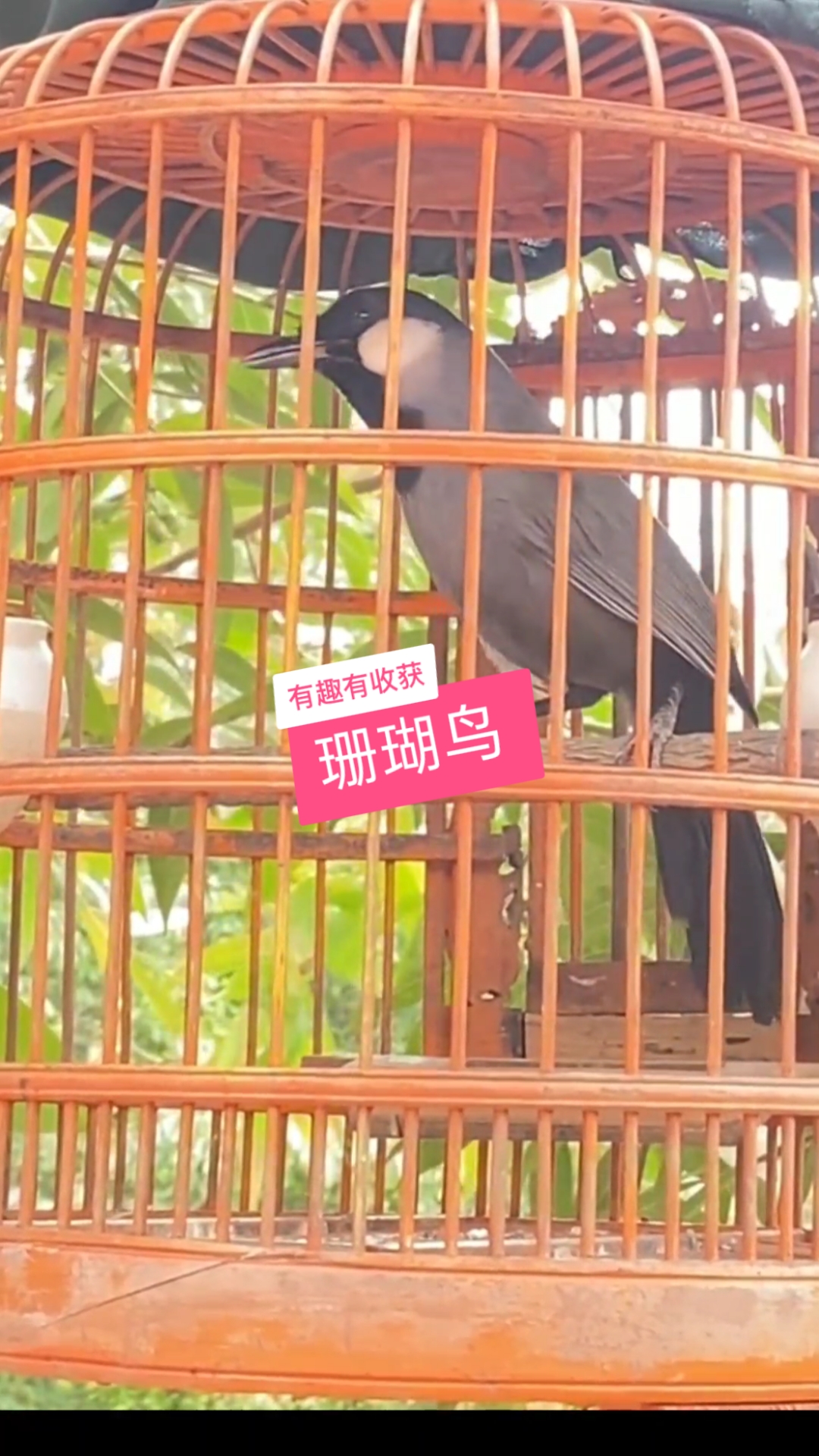 珊瑚鸟#大叫珊瑚鸟,爱唱歌